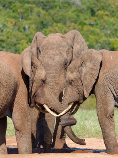African bush elephants (Loxodonta africana), three adult males drinking at a waterhole, elephant