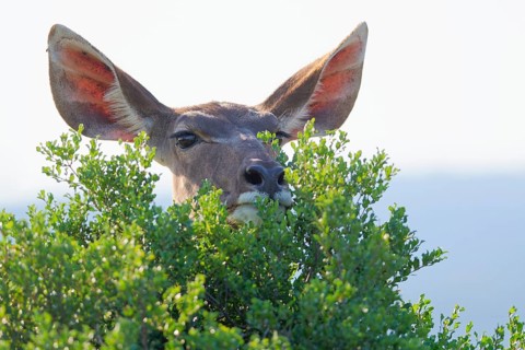 Greater kudu (Tragelaphus strepsiceros), adult female standing behind the bushes, alert, animal