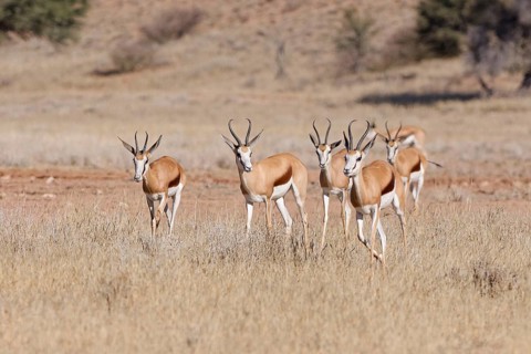 Springboks (Antidorcas marsupialis), group of adults, running in tall dry grass, Kgalagadi