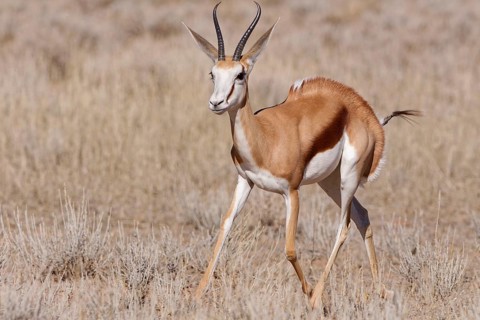 Springbok (Antidorcas marsupialis), adult, running in dry grass, Kgalagadi Transfrontier Park,