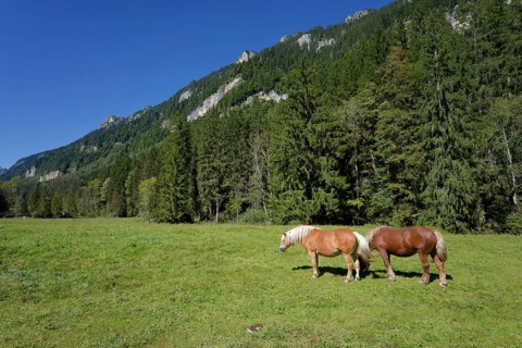 Grazing horses in the Graswang valley, Graswang, Pfeder, pasture farming, landscape conservation,