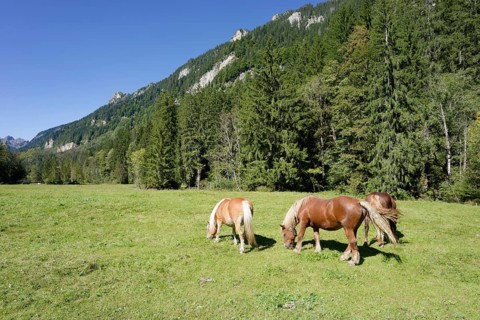 Grazing horses in the Graswang valley, Graswang, Pfeder, pasture farming, landscape conservation,