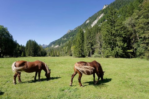 Grazing horses in the Graswang valley, Graswang, Pfeder, pasture farming, landscape conservation,