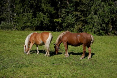 Grazing horses in the Graswang valley, Graswang, Pfeder, pasture farming, landscape conservation,