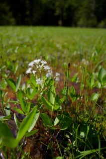 Feverfew (Menyanthes trifoliata), swamp, marsh plant, water plant, wetland, Graswang valley,
