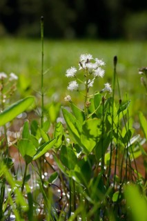 Feverfew (Menyanthes trifoliata), swamp, marsh plant, water plant, wetland, Graswang valley,