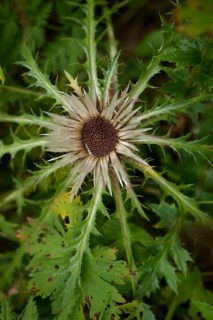 Silver thistle (Carlina acaulis) in the Ammergau Alps, Eberwurz, Laber, hiking, mountain hiking,
