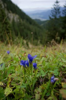 Gentianopsis ciliata (Gentianella ciliata) in the Ammergau Alps, Laber, gentian, hiking, mountain