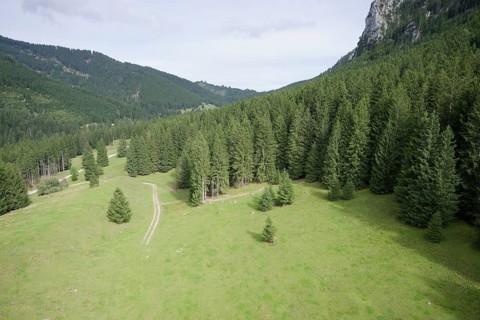 Mountain forest in the Ammergau Alps, forest, forestry, climate change, Ammergau, Oberammergau,
