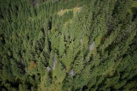 Mountain forest in the Ammergau Alps, forest, forestry, climate change, Ammergau, Oberammergau,