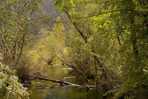 Ettaler Weidemoos, moss, wetland biotope, Oberammergau, Catholic, Ammergau, Ammergau Alps, Upper