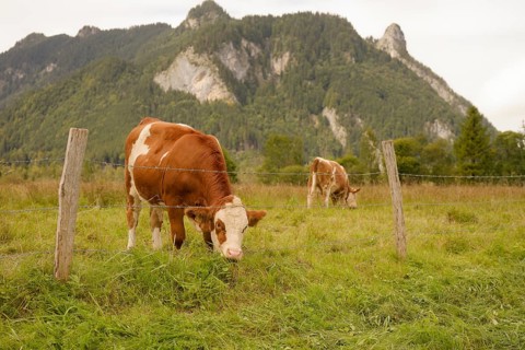 Grazing cows in the Ettaler Weidemoos, cows, cattle, livestock, agriculture, landscape