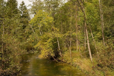 Ettaler Weidemoos, moss, wetland biotope, Oberammergau, Catholic, Ammergau, Ammergau Alps, Upper