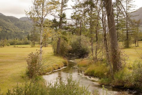 Ettaler Weidemoos, moss, wetland biotope, Oberammergau, Catholic, Ammergau, Ammergau Alps, Upper