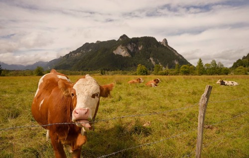 Grazing cows in the Ettaler Weidemoos, cows, cattle, livestock, agriculture, landscape
