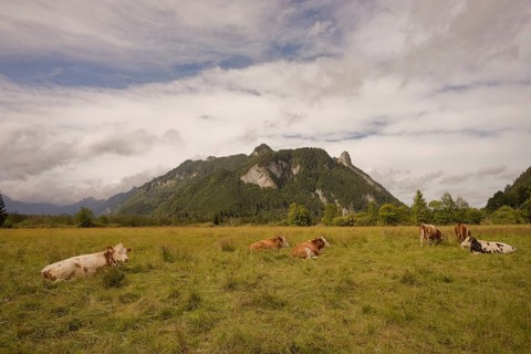 Grazing cows in the Ettaler Weidemoos, cows, cattle, livestock, agriculture, landscape