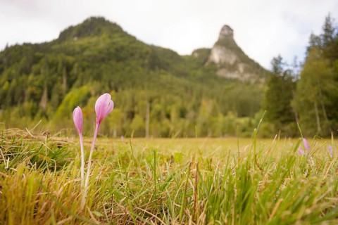 View of the Kofel, Herbstzeitlose, mountain, Zinken, mountain hiking, hiking, Oberammergau,