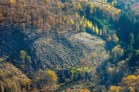 Aerial view, wild forest Voßwinkel forest area with forest damage in the district Voßwinkel in