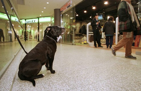 Berlin, DEU, 17.11.1998 -- Dog is waiting for its owner in front of a shop on Potsdamer Platz