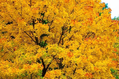 Colorful leaves, forest trees in autumn colors, in a vineyard near Mayschoß, Mittelahr region,
