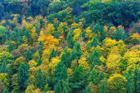 Colorful leaves, forest trees in autumn colors, in a vineyard near Mayschoß, Mittelahr region,