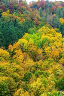 Colorful leaves, forest trees in autumn colors, in a vineyard near Mayschoß, Mittelahr region,
