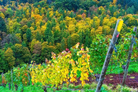 Colourful vine leaves, vine leaves in autumn, after the grape grape harvest, forest trees in autumn