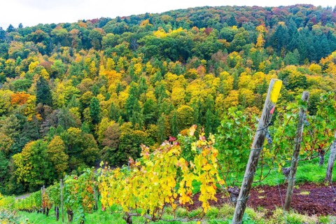 Colourful vine leaves, vine leaves in autumn, after the grape grape harvest, forest trees in autumn