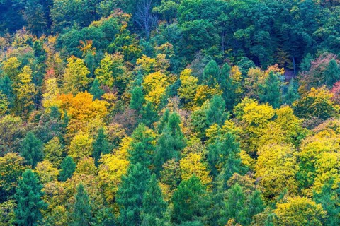 Colorful leaves, forest trees in autumn colors, in a vineyard near Mayschoß, Mittelahr region,