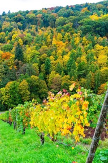 Colourful vine leaves, vine leaves in autumn, after the grape grape harvest, forest trees in autumn
