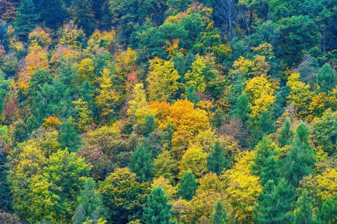 Colorful leaves, forest trees in autumn colors, in a vineyard near Mayschoß, Mittelahr region,