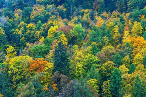 Colorful leaves, forest trees in autumn colors, in a vineyard near Mayschoß, Mittelahr region,