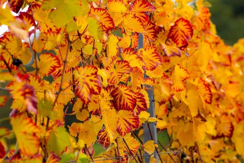 Colourful vine leaves, vine leaves in autumn, after the grape grape harvest, harvest, in a vineyard