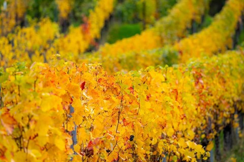 Colourful vine leaves, vine leaves in autumn, after the grape grape harvest, harvest, in a vineyard