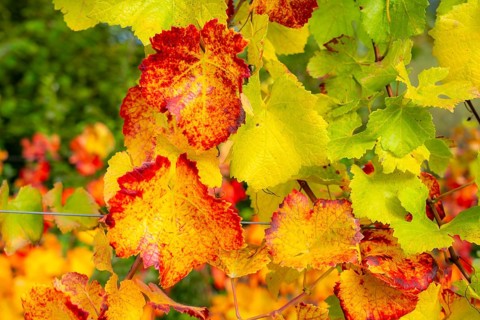 Colourful vine leaves, vine leaves in autumn, after the grape grape harvest, harvest, in a vineyard