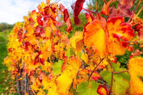 Colourful vine leaves, vine leaves in autumn, after the grape grape harvest, harvest, in a vineyard