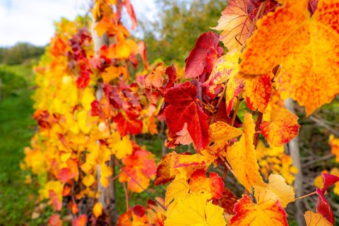 Colourful vine leaves, vine leaves in autumn, after the grape grape harvest, harvest, in a vineyard
