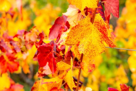Colourful vine leaves, vine leaves in autumn, after the grape grape harvest, harvest, in a vineyard