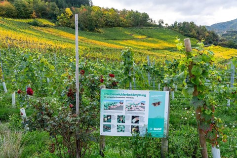 Environmentally friendly viticulture in a vineyard near Mayschoß, Mittelahr region, grape winder