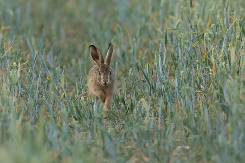 European brown hare (Lepus europaeus) juvenile baby leveret animal running in a farmland wheat