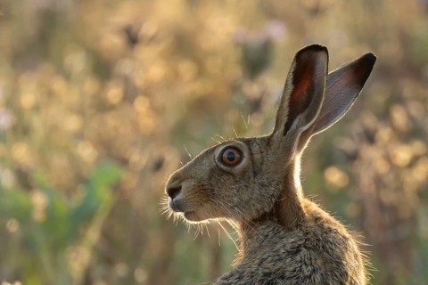 European brown hare (Lepus europaeus) adult animal head portrait, England, United Kingdom