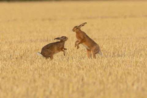 European brown hare (Lepus europaeus) two adult hares animals boxing in a farmland stubble field in