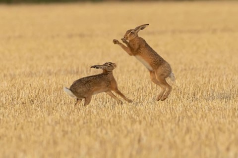European brown hare (Lepus europaeus) two adult hares animals boxing in a farmland stubble field in