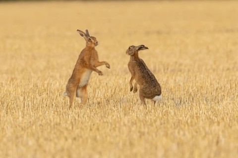 European brown hare (Lepus europaeus) two adult hares animals boxing in a farmland stubble field in