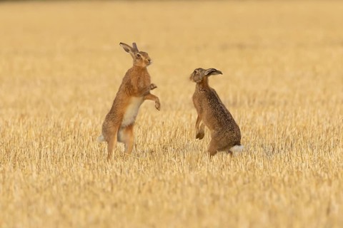 European brown hare (Lepus europaeus) two adult hares animals boxing in a farmland stubble field in