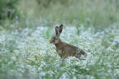 European brown hare (Lepus europaeus) adult animal in a farmland field in summer filled with