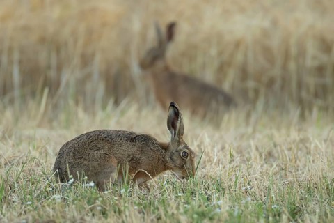 European brown hare (Lepus europaeus) adult animal in a farmland stubble field in summer, England,