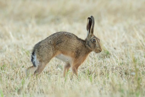 European brown hare (Lepus europaeus) adult animal stretching in a farmland stubble field in