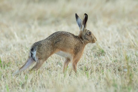 European brown hare (Lepus europaeus) adult animal stretching in a farmland stubble field in