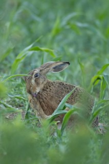 European brown hare (Lepus europaeus) adult animal washing its foot in a farmland maize field in